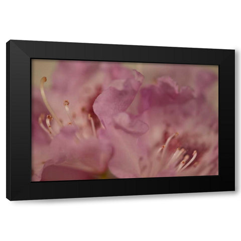 Soft Petals II Black Modern Wood Framed Art Print by Crane, Rita