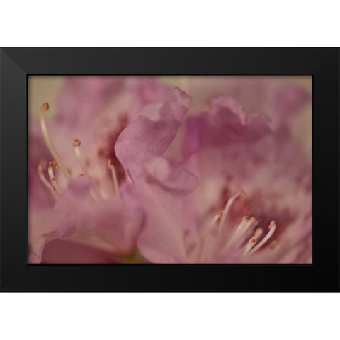 Soft Petals II Black Modern Wood Framed Art Print by Crane, Rita