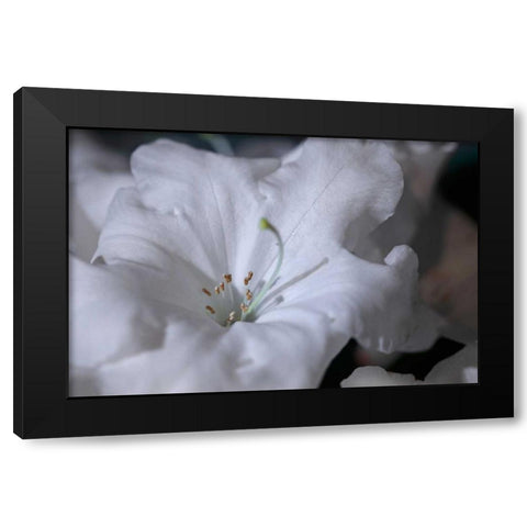 Delicate Blossoms I Black Modern Wood Framed Art Print with Double Matting by Crane, Rita