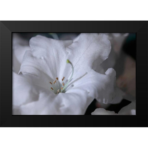 Delicate Blossoms I Black Modern Wood Framed Art Print by Crane, Rita