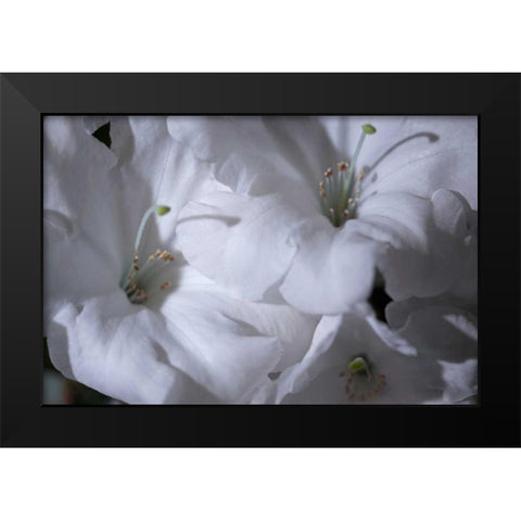 Delicate Blossoms II Black Modern Wood Framed Art Print by Crane, Rita