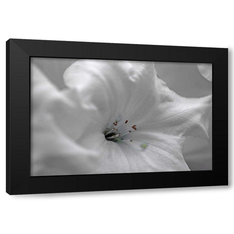 White Rhodies I Black Modern Wood Framed Art Print by Crane, Rita