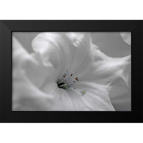 White Rhodies I Black Modern Wood Framed Art Print by Crane, Rita