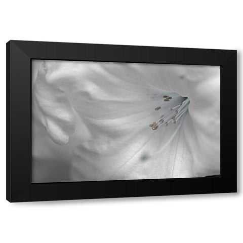White Rhodies II Black Modern Wood Framed Art Print by Crane, Rita