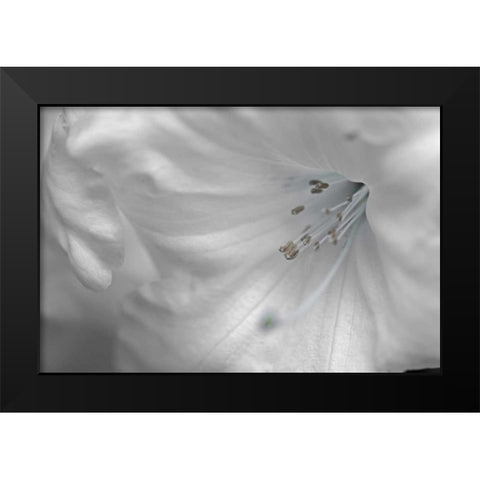 White Rhodies II Black Modern Wood Framed Art Print by Crane, Rita