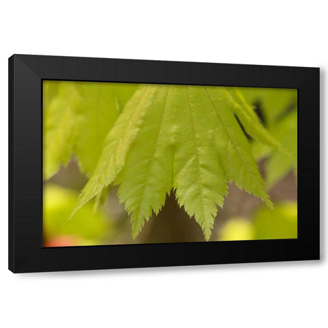 Maple Leaf I Black Modern Wood Framed Art Print by Crane, Rita