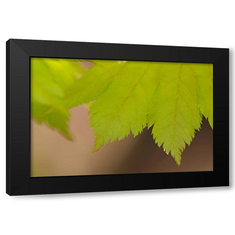 Maple Leaf II Black Modern Wood Framed Art Print by Crane, Rita