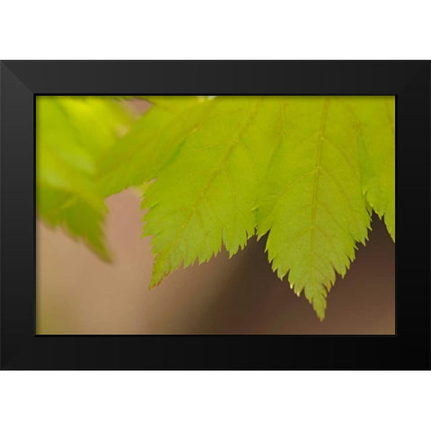 Maple Leaf II Black Modern Wood Framed Art Print by Crane, Rita