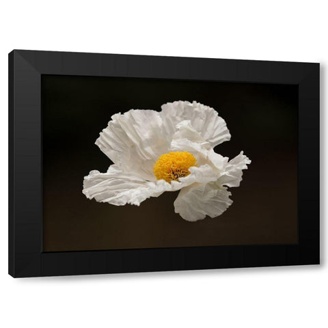 Floating Matilija I Black Modern Wood Framed Art Print by Crane, Rita