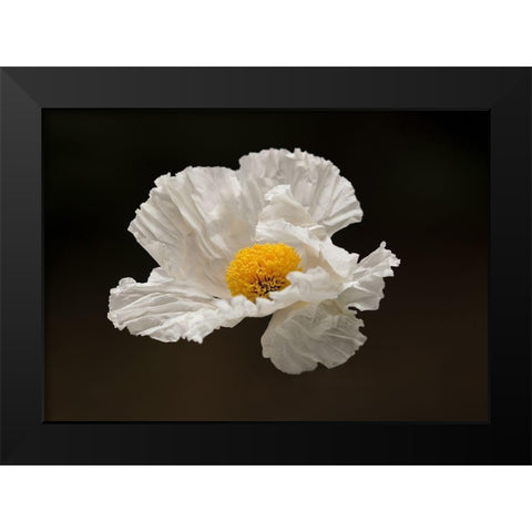 Floating Matilija I Black Modern Wood Framed Art Print by Crane, Rita