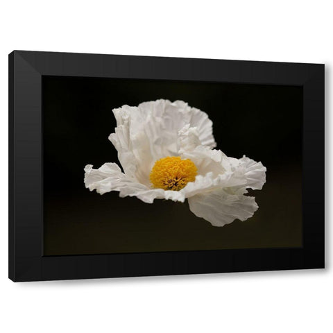 Floating Matilija II Black Modern Wood Framed Art Print by Crane, Rita