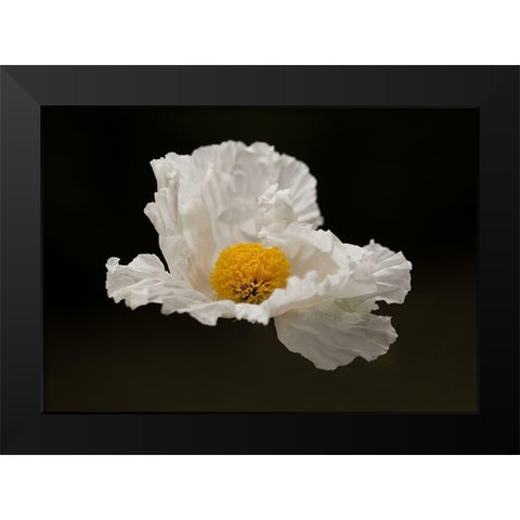 Floating Matilija II Black Modern Wood Framed Art Print by Crane, Rita