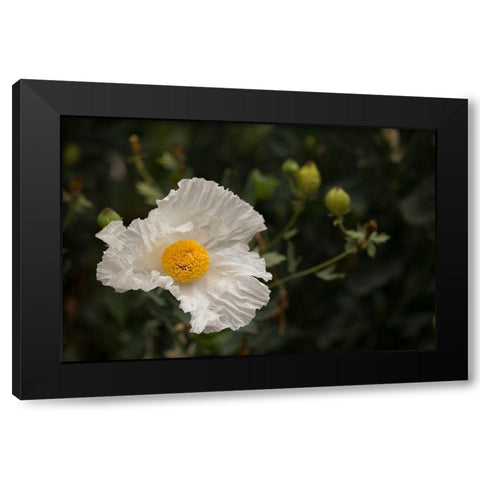 Matilija Melody I Black Modern Wood Framed Art Print with Double Matting by Crane, Rita
