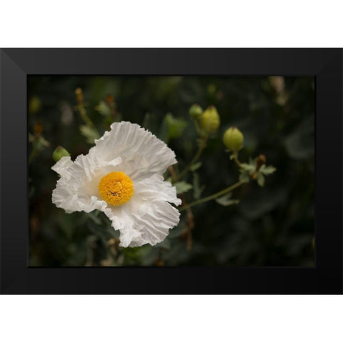 Matilija Melody I Black Modern Wood Framed Art Print by Crane, Rita