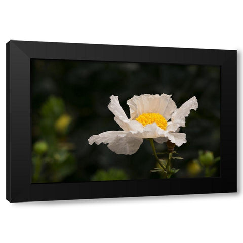 Matilija Melody II Black Modern Wood Framed Art Print by Crane, Rita