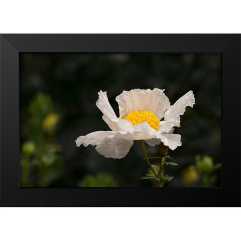 Matilija Melody II Black Modern Wood Framed Art Print by Crane, Rita