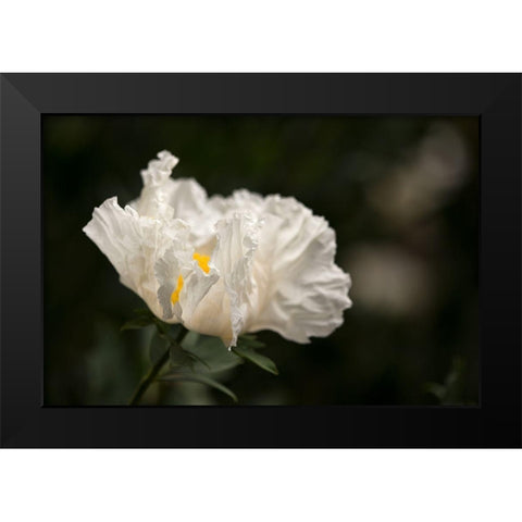 Matilija Blossom I Black Modern Wood Framed Art Print by Crane, Rita