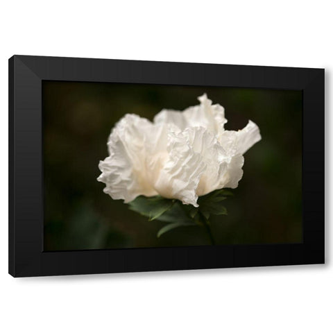 Matilija Blossom II Black Modern Wood Framed Art Print with Double Matting by Crane, Rita