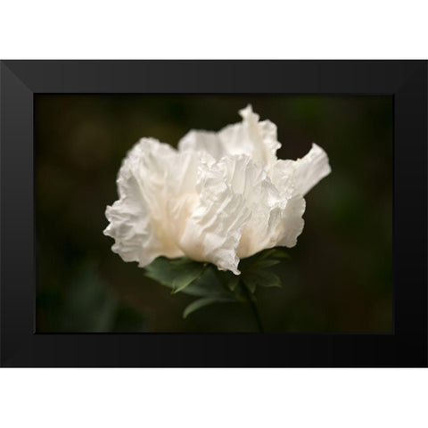Matilija Blossom II Black Modern Wood Framed Art Print by Crane, Rita