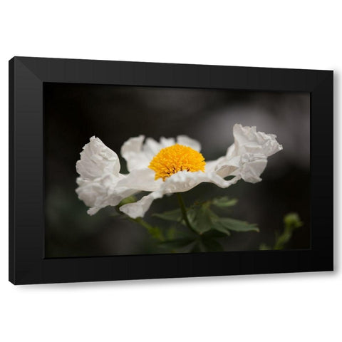 Matilija Poppy I Black Modern Wood Framed Art Print by Crane, Rita