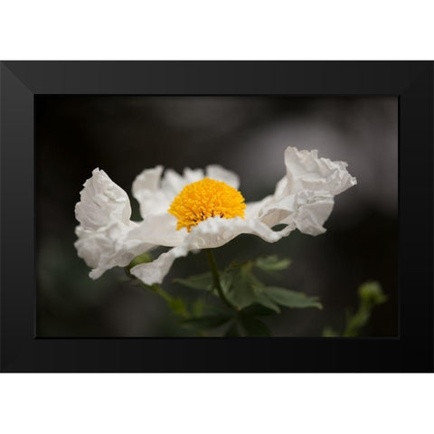 Matilija Poppy I Black Modern Wood Framed Art Print by Crane, Rita