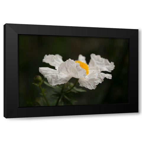 Matilija Poppy II Black Modern Wood Framed Art Print by Crane, Rita