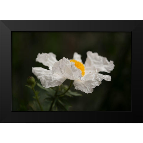 Matilija Poppy II Black Modern Wood Framed Art Print by Crane, Rita