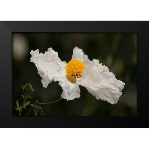 Matilija Poppy III Black Modern Wood Framed Art Print by Crane, Rita