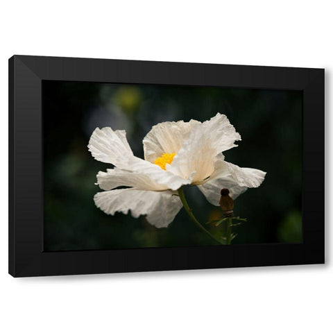 Matilija Poppy IV Black Modern Wood Framed Art Print by Crane, Rita