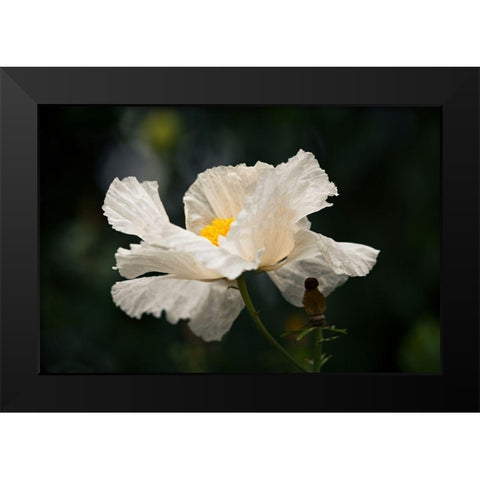 Matilija Poppy IV Black Modern Wood Framed Art Print by Crane, Rita