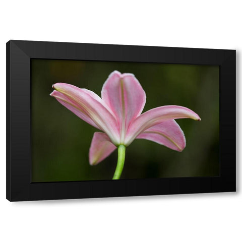 Lily I Black Modern Wood Framed Art Print with Double Matting by Crane, Rita