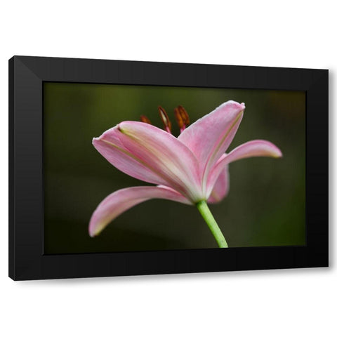 Lily II Black Modern Wood Framed Art Print with Double Matting by Crane, Rita