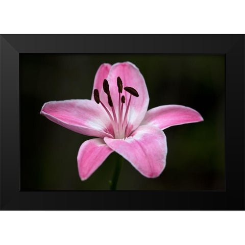 Pink Lily I Black Modern Wood Framed Art Print by Crane, Rita
