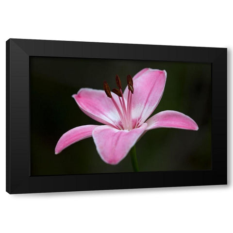 Pink Lily II Black Modern Wood Framed Art Print by Crane, Rita