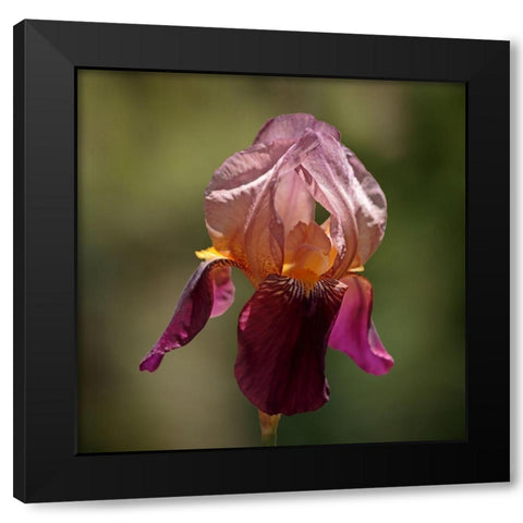 Annemaries Irises I Black Modern Wood Framed Art Print with Double Matting by Crane, Rita
