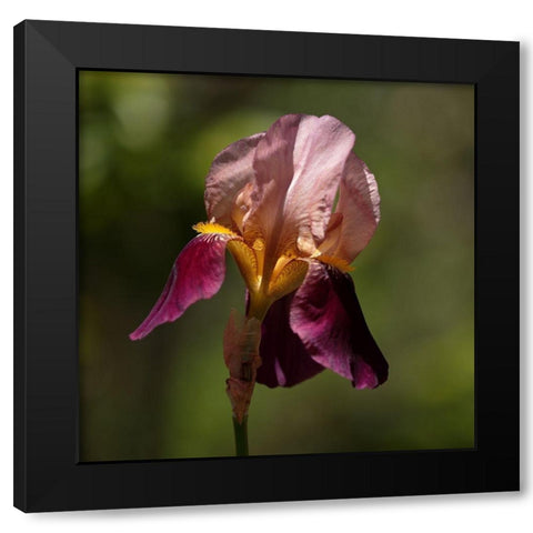 Annemaries Irises II Black Modern Wood Framed Art Print by Crane, Rita