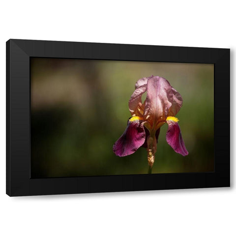 Annemaries Irises IV Black Modern Wood Framed Art Print by Crane, Rita