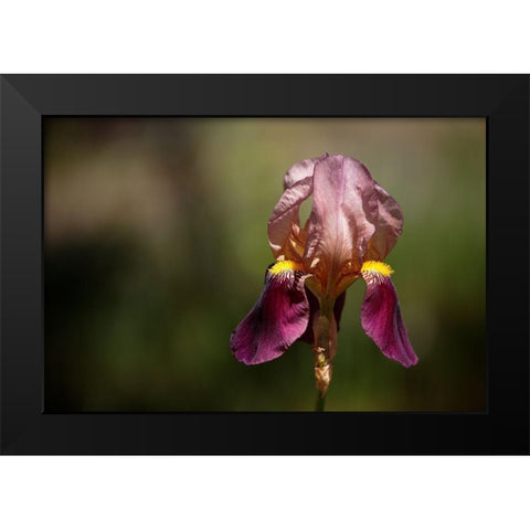 Annemaries Irises IV Black Modern Wood Framed Art Print by Crane, Rita