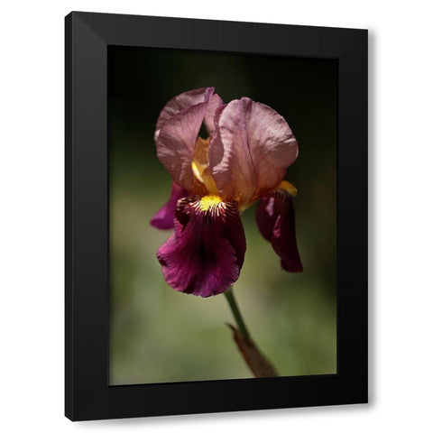 Annemaries Irises V Black Modern Wood Framed Art Print by Crane, Rita