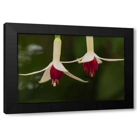 Dancing Fuchsias I Black Modern Wood Framed Art Print with Double Matting by Crane, Rita