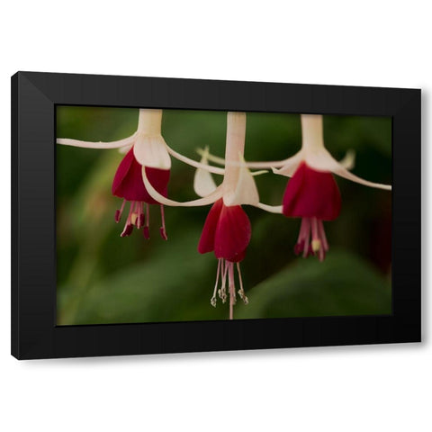 Dancing Fuchsias II Black Modern Wood Framed Art Print by Crane, Rita