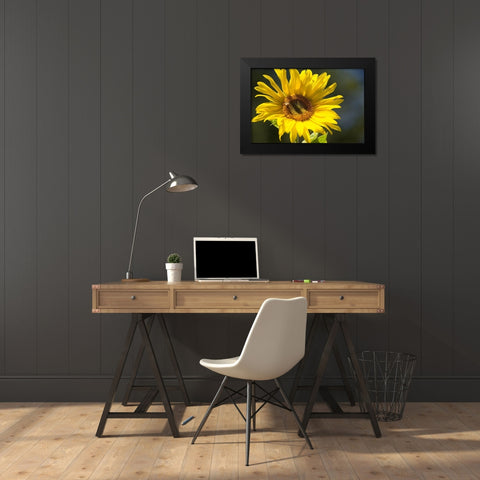 Sunflower and Bee I Black Modern Wood Framed Art Print by Crane, Rita