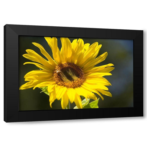 Sunflower and Bee I Black Modern Wood Framed Art Print by Crane, Rita