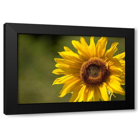 Sunflower and Bee II Black Modern Wood Framed Art Print with Double Matting by Crane, Rita