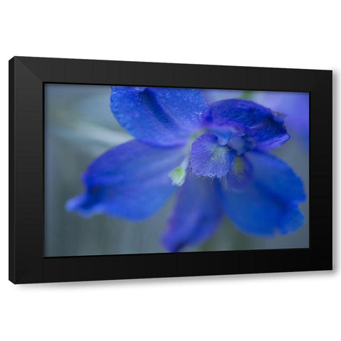 Delphinium Flower II Black Modern Wood Framed Art Print by Crane, Rita