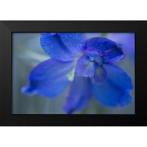 Delphinium Flower II Black Modern Wood Framed Art Print by Crane, Rita