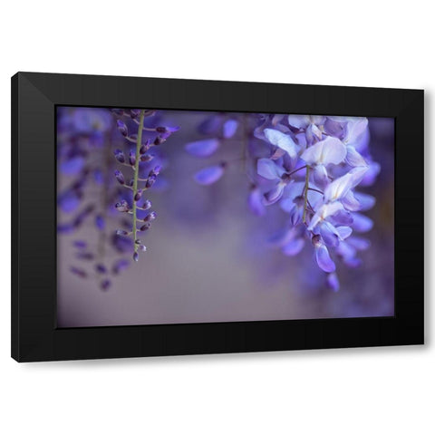 Delicate Wisteria II Black Modern Wood Framed Art Print with Double Matting by Crane, Rita