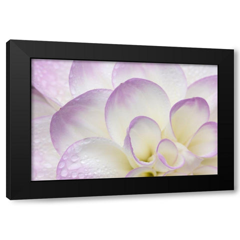 Lavender Dahlia II Black Modern Wood Framed Art Print with Double Matting by Crane, Rita