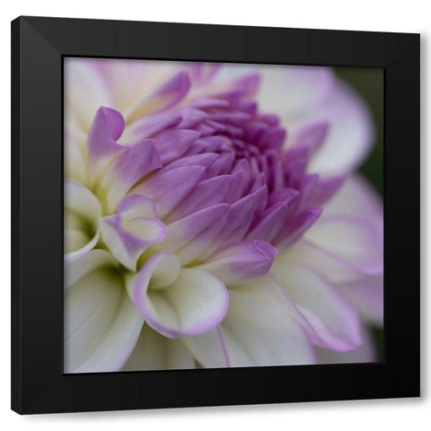 Lavender Dahlia III Black Modern Wood Framed Art Print with Double Matting by Crane, Rita