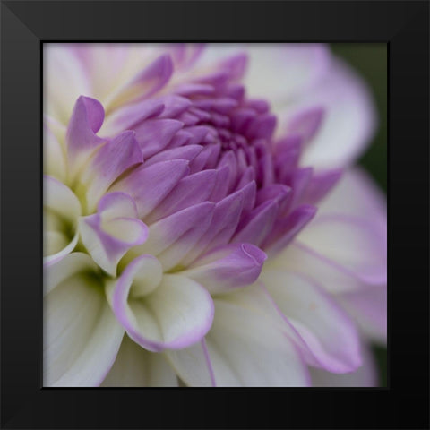 Lavender Dahlia III Black Modern Wood Framed Art Print by Crane, Rita